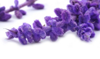 Bazı Bitki Çayları Düşük Riskini Artırıyor!