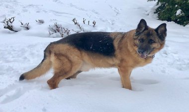 Yaşlı Köpeklerde Sağlık Problemleri ve Bakım