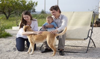 Köpeklerde İştahsızlık