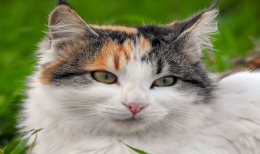 Hayvandan İnsana Bulaşan Hastalıklar