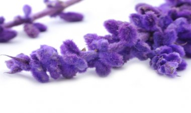 Bitki Çayları için Çaydanlık