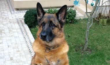 Boehringer Ingelheim Hayvan Sağlığı ‘Böbrek Sağlığı Günleri’nde Kedilerde Kronik Böbrek Hastalığı Konuşuldu