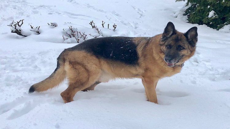 Yaşlı Köpeklerde Sağlık Problemleri ve Bakım