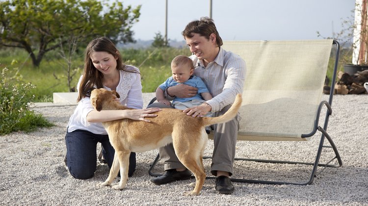 Kedi, Köpek Isırmalarında İlk Yardım