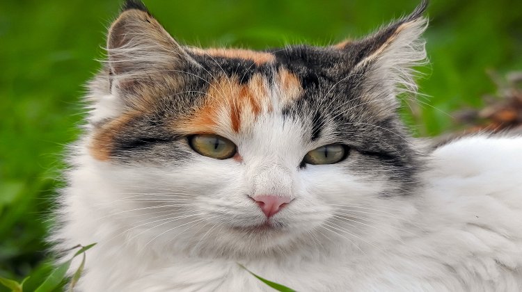 Alerji Yapmayan Kedi Var Mıdır?