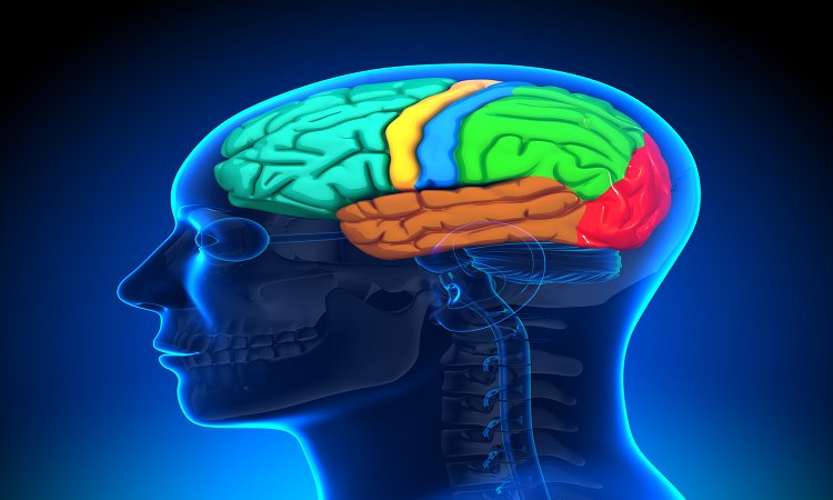 Gamma Knife ile Beyin Tümörlerine Ameliyatsız Tedavi