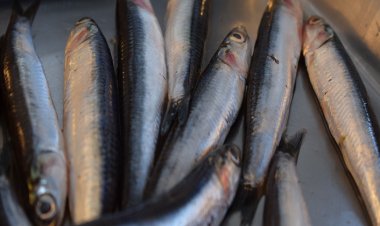 Sağlıkla Parlayan Gözler İçin Bol Bol Balık Tüketin