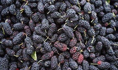 Karadutun Bilinmeyen 5 Faydası