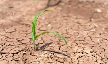 Sağlıklı Araziler İçin Restorasyon Çalışmaları Şart