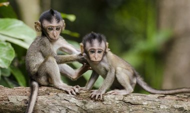 Çin Alarmda: ‘Monkey B’ Virüsünden İlk Ölüm Gerçekleşti