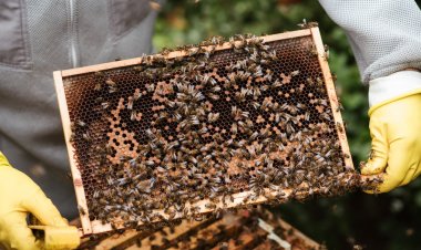 Arı Sokmasına Ne İyi Gelir? Arı Alerjisi Ölümcül Olabilir Mi?
