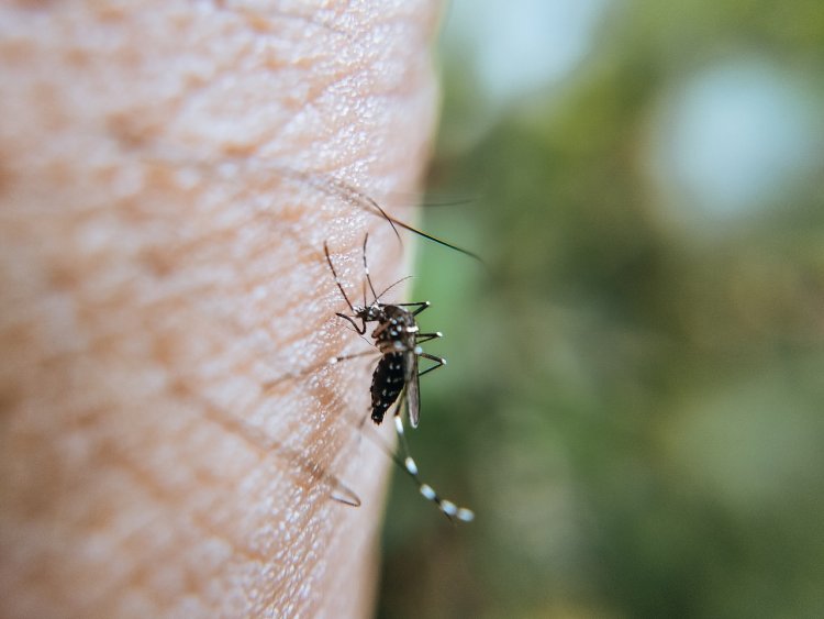 İstanbul'da Yaşanan Sivrisinek Kabusuna İBB'den Uyarı
