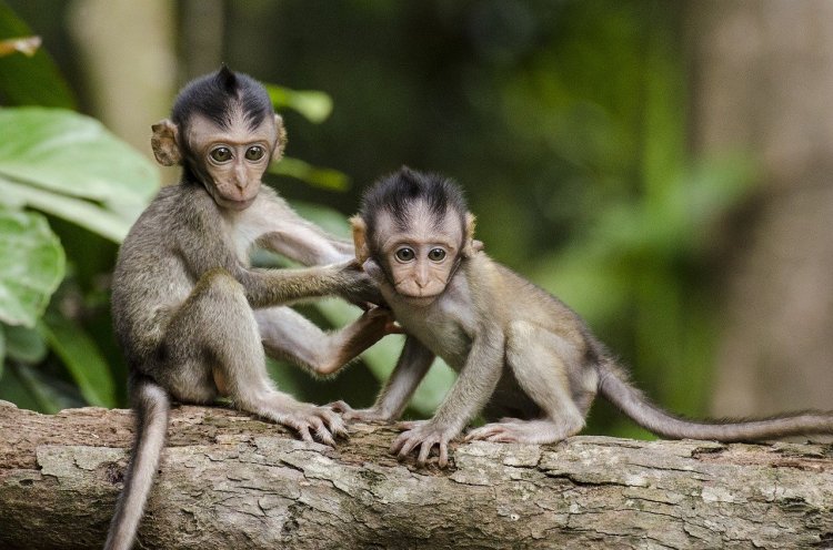 Çin Alarmda: ‘Monkey B’ Virüsünden İlk Ölüm Gerçekleşti