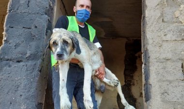 Afet Mağduru Hayvanlar için HAÇİKO Yaşam Çiftliği Kuruyor