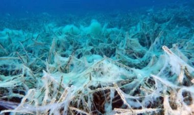 Müsilajdaki Organizmaların Antiaging Özelliği Keşfedildi! Kozmetikte Kullanılacak