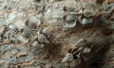 Edirne, Kırklareli ve Tekirdağ'ı İstila Eden Dantel Böceği Nedir, Zararları Nelerdir?