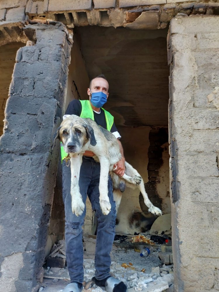 Afet Mağduru Hayvanlar için HAÇİKO Yaşam Çiftliği Kuruyor