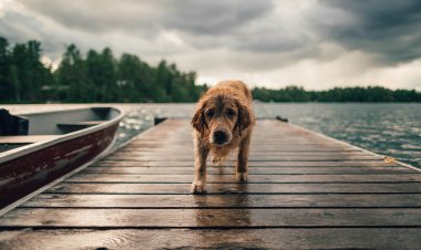 Boehringer Ingelheim’dan Köpek Günü'ne Özel Bilgilendirme