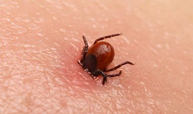 Japonya’da Yezo Adı Verilen Yeni Bir Virüs Bulundu!