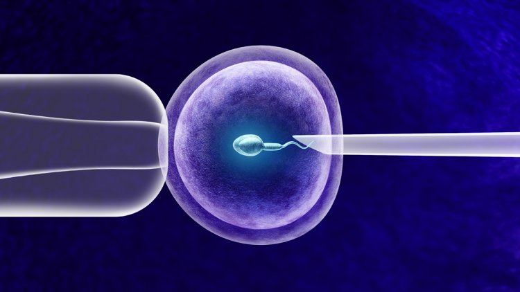 Tüp Bebekte Erkek Faktörü: Sperm Mıknatısı Nedir?