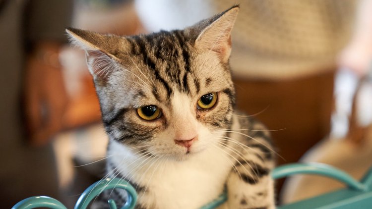 Kediler İçin Koronavirüs Aşısı Geliştirildi
