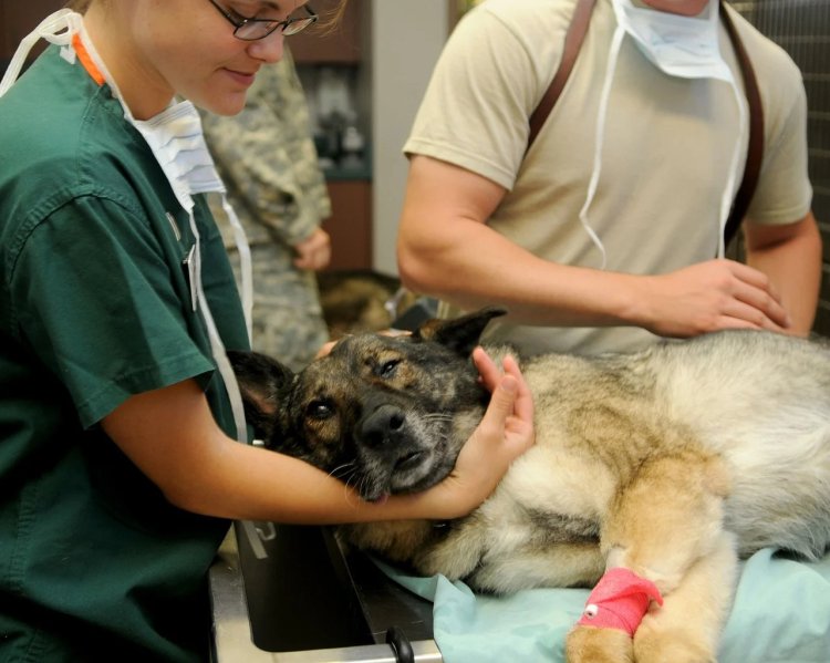 Kedi ve Köpeklerde Fizik Tedavi Hangi Durumlarda Gerekli? Uzmanı Anlattı