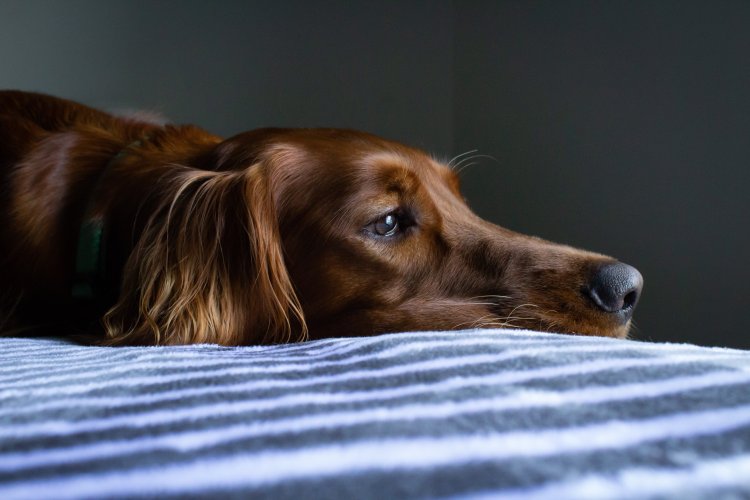 Kedi ve Köpeklerde Uygulanan 4 Etkili Tedavi Yöntemi