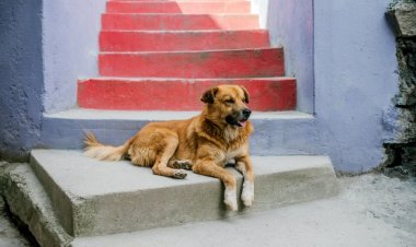 Sokak Hayvanları için Sanat Dünyası Bir Araya Geliyor