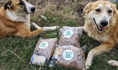 Help Steps İle Sokak Hayvanlarına Destek