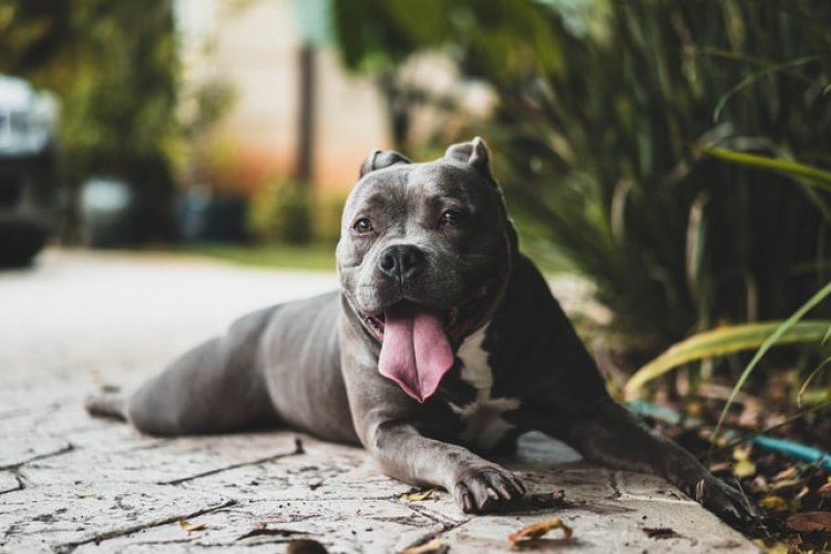 İMOK'tan Yasaklı Köpek Cinsleri İçin Çağrı