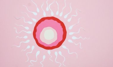Erkeklerde Sperm Kalitesi Nasıl Artar?