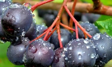 Kansere Karşı Doğal Kalkan: Aronya Meyvesi!