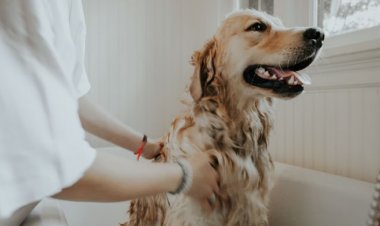 Bilim İnsanları Yanıtladı: İnsanlar Evcil Hayvanları Hasta Edebilir Mi?