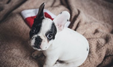 Evcil Hayvanlarda İlk Yardım Rehberi!