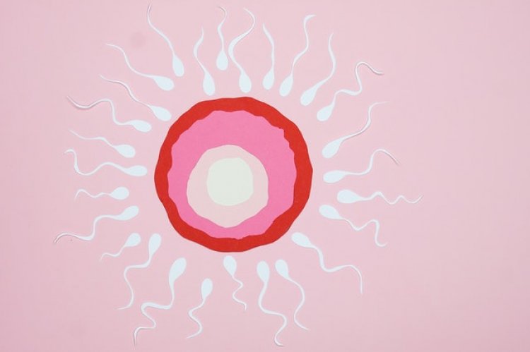 Erkeklerde Sperm Kalitesi Nasıl Artar?