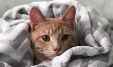 Kedilerde İştahsızlık En Önemli Hastalık Belirtisi!