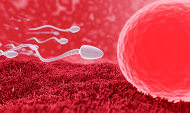 Erkekten Sperm Nasıl Alınır? İşte Erkek Üreme Sağlığı Hakkında Her Şey