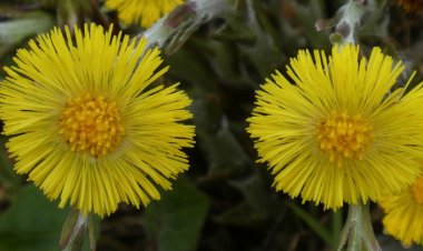 Öksürük Otu Nedir? Öksürük Otu Neye İyi Gelir?