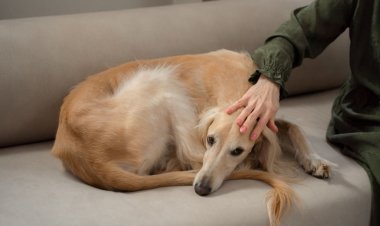 Bahçesiz Evde Beslenecek 7 Köpek Cinsi