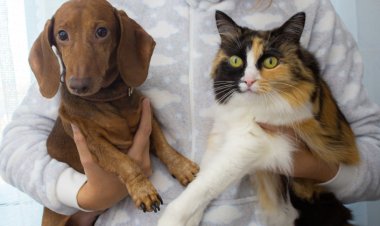 Hayvan Hakları İzleme Komitesi Gönüllülerinden Çözüm Önerileri