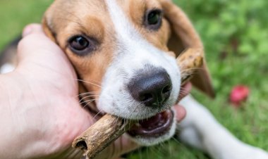 Köpeklerde 13, Kedilerde 3 Kan Grubu Var
