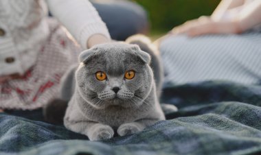 Evcil Hayvanınızın Dişlerini Fırçalayın!