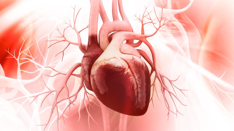 İnsan Kalbinin Sanal İkizi: Yaşayan Kalp Projesi