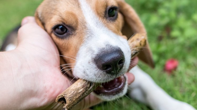 Köpeklerde 13, Kedilerde 3 Kan Grubu Var