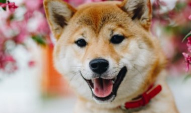 Baharda Köpeğiniz İçin Tehlikeli Olabilecek 7 Bitkiye Dikkat