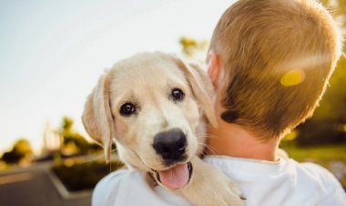 Araştırma: Köpek Mamaları Yerine Vegan Yemekler Daha Sağlıklı