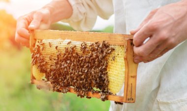 Faydası da Sahtesi de Çok! Propolis Alırken Bunlara Dikkat!