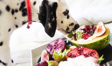 Köpek Maması Dışında Köpeklerin Güvenle Yiyebileceği Besinler