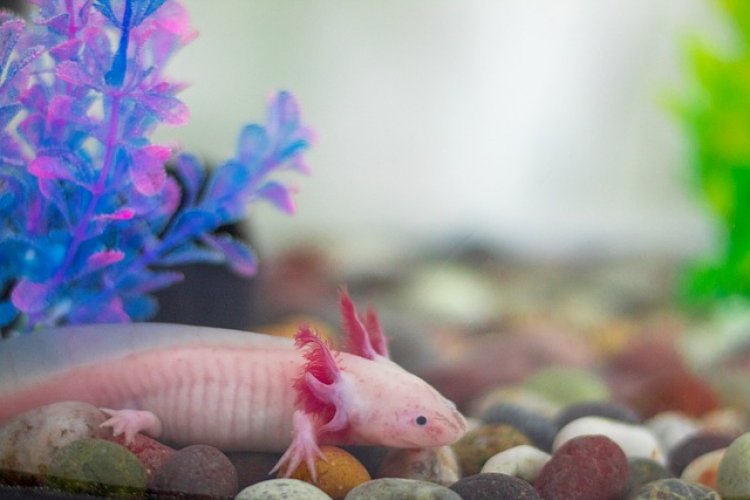 Aksolotl