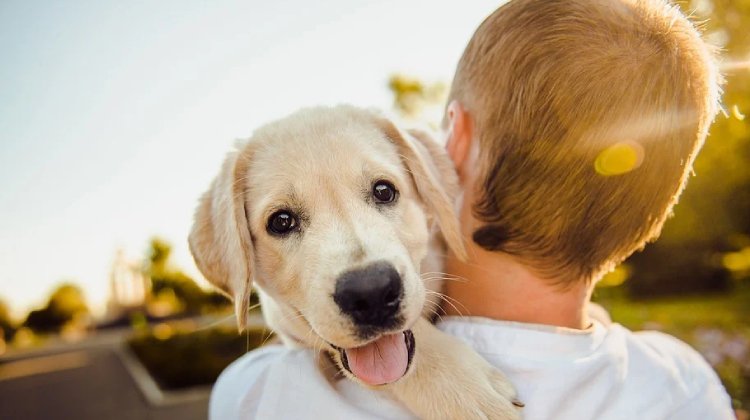 Araştırma: Köpek Mamaları Yerine Vegan Yemekler Daha Sağlıklı